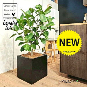 xKSi؎dĂ̎R`j 10 F t@Co[ L[u^ 픫 1 yMERRt@Co[z tBJX xKVX I[h[ S̖ S Ficus benghalensis 8