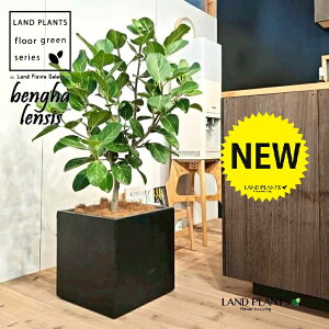 xKSi؎dĂ̎R`j 10 F t@Co[ L[u^ 픫 1 yMERRt@Co[z tBJX xKVX I[h[ S̖ S Ficus benghalensis 8