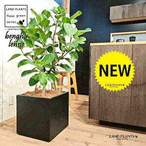 xKSi؎dĂ̎R`j 10 F t@Co[ L[u^ 픫 1 yMERRt@Co[z tBJX xKVX I[h[ S̖ S Ficus benghalensis 8