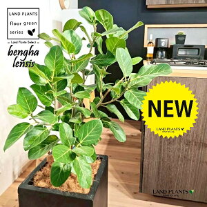 xKSi؎dĂ̎R`j 10 F t@Co[ L[u^ 픫 1 yMERRt@Co[z tBJX xKVX I[h[ S̖ S Ficus benghalensis 8