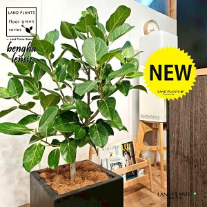 xKSi؎dĂ̎R`j 10 F t@Co[ L[u^ 픫 1 yMERRt@Co[z tBJX xKVX I[h[ S̖ S Ficus benghalensis 8