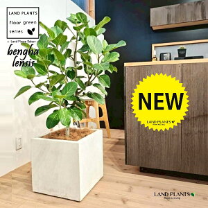 xKSi؎dĂ̎R`j 10 F t@Co[ L[u^ 픫 1 yMERRt@Co[z tBJX xKVX I[h[ S̖ S Ficus benghalensis 8