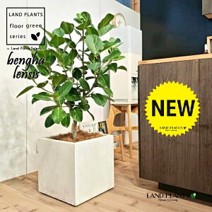 xKSi؎dĂ̎R`j 10 F t@Co[ L[u^ 픫 1 yMERRt@Co[z tBJX xKVX I[h[ S̖ S Ficus benghalensis 8