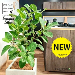 xKSi؎dĂ̎R`j 10 F t@Co[ L[u^ 픫 1 yMERRt@Co[z tBJX xKVX I[h[ S̖ S Ficus benghalensis 8