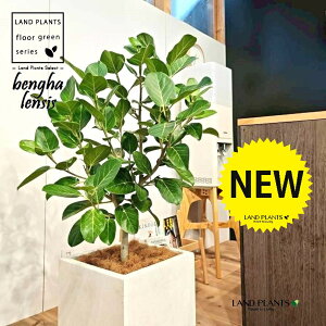 xKSi؎dĂ̎R`j 10 F t@Co[ L[u^ 픫 1 yMERRt@Co[z tBJX xKVX I[h[ S̖ S Ficus benghalensis 8