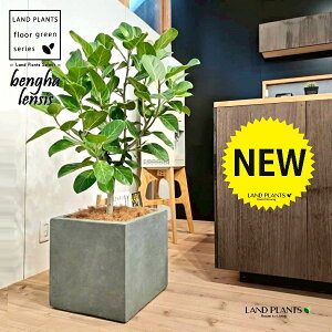 xKSi؎dĂ̎R`j 10 DF t@Co[ L[u^ 픫 1 yMERRt@Co[z tBJX xKVX I[h[ S̖ S Ficus benghalensis 8