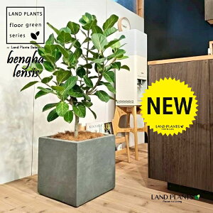 xKSi؎dĂ̎R`j 10 DF t@Co[ L[u^ 픫 1 yMERRt@Co[z tBJX xKVX I[h[ S̖ S Ficus benghalensis 8