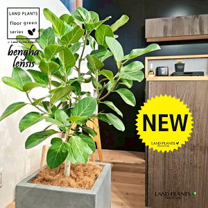 xKSi؎dĂ̎R`j 10 DF t@Co[ L[u^ 픫 1 yMERRt@Co[z tBJX xKVX I[h[ S̖ S Ficus benghalensis 8