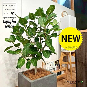 xKSi؎dĂ̎R`j 10 DF t@Co[ L[u^ 픫 1 yMERRt@Co[z tBJX xKVX I[h[ S̖ S Ficus benghalensis 8