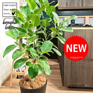 xKSi؎dĂ̎R`j 10 F ZA[g 1 yMERRt@Co[z tBJX xKVX I[h[ S̖ S Ficus benghalensis 8