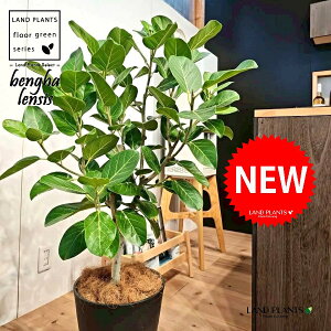 xKSi؎dĂ̎R`j 10 F ZA[g 1 yMERRt@Co[z tBJX xKVX I[h[ S̖ S Ficus benghalensis 8