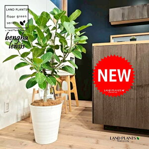 xKSi؎dĂ̎R`j 10 F ZA[g 1 yMERRt@Co[z tBJX xKVX I[h[ S̖ S Ficus benghalensis 8