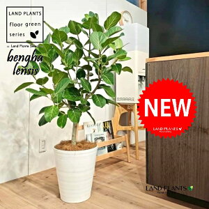 xKSi؎dĂ̎R`j 10 F ZA[g 1 yMERRt@Co[z tBJX xKVX I[h[ S̖ S Ficus benghalensis 8