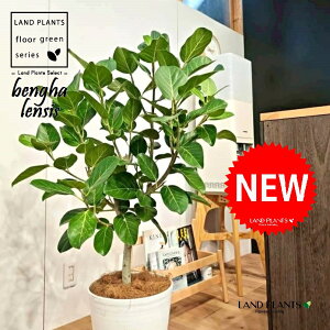 xKSi؎dĂ̎R`j 10 F ZA[g 1 yMERRt@Co[z tBJX xKVX I[h[ S̖ S Ficus benghalensis 8