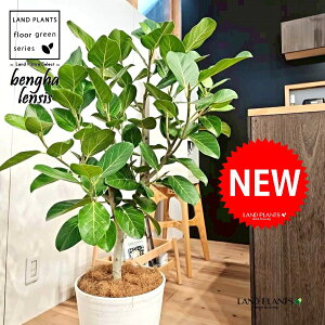 xKSi؎dĂ̎R`j 10 F ZA[g 1 yMERRt@Co[z tBJX xKVX I[h[ S̖ S Ficus benghalensis 8