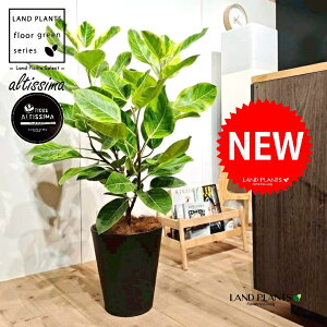 AeV[}i؎dĂ̎R`j 10 F ZA[g 1 yo[N`bvEMz H100cmx uTCY ^  tBJXAeV[} S̖ S  S Ficus alti