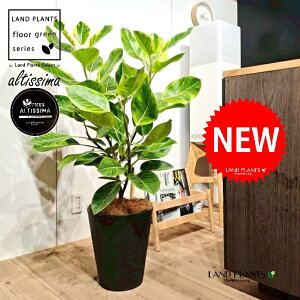 AeV[}i؎dĂ̎R`j 10 F ZA[g 1 yo[N`bvEMz H100cmx uTCY ^  tBJXAeV[} S̖ S  S Ficus alti