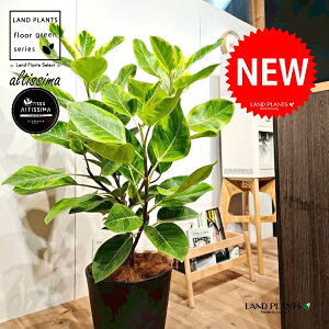 AeV[}i؎dĂ̎R`j 10 F ZA[g 1 yo[N`bvEMz H100cmx uTCY ^  tBJXAeV[} S̖ S  S Ficus alti