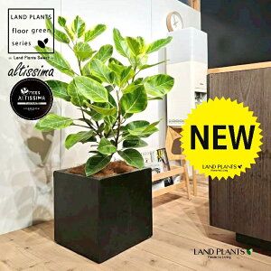 �A���e�V�[�}�i��؎d���Ă̎��R���`�j 10�� ���F �t�@�C�o�[�� �L���[�u�^ ���픫 1�� �y�o�[�N�`�b�v�E��M�z H100cm���x ���u���T�C�Y ��^ �� �t�B�J�X�A���e�V�[�} �S���̖� �S�� ������ 