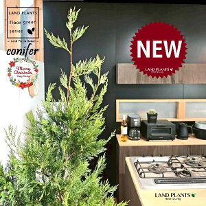 ���C�����f�B�i�c���[�^�F170cm�j 10�� ���F �ۂ��Ă� �X�^�C���b�V�� �A�ؔ� 1�� �y��M�E�R�R�t�@�C�o�[�z �N���X�}�X�c���[ �q�o �R�j�t�@�[ �R�j�t�@ ���C�����h�q�m�L ���C�����h�T�C�v