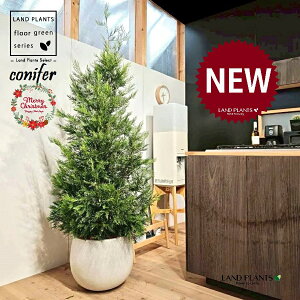 ���C�����f�B�i�c���[�^�F170cm�j 10�� ���F �ۂ��Ă� �X�^�C���b�V�� �A�ؔ� 1�� �y��M�E�R�R�t�@�C�o�[�z �N���X�}�X�c���[ �q�o �R�j�t�@�[ �R�j�t�@ ���C�����h�q�m�L ���C�����h�T�C�v