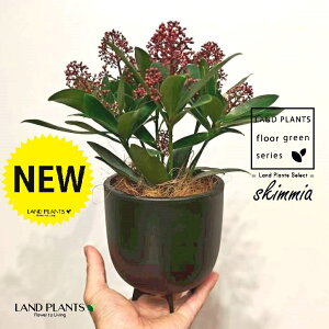 �X�L�~�A�i�Ηt�F�ԉԁj���̕t���� �ō��i���� �v���� ���F M�T�C�Y 1�� �y�R�R�t�@�C�o�[�E�X�^���h�z �~���}�V�L�~ �~�J�� Skimmia japonica