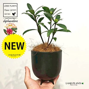 �W���`���E�Q�i�ԉԁj ���̕t���� �ō��i���� �v���� ���F M�T�C�Y 1�� �y�R�R�t�@�C�o�[�E�X�^���h�z �`���`���E�Q �V�i�m�j�V�L Daphne odora