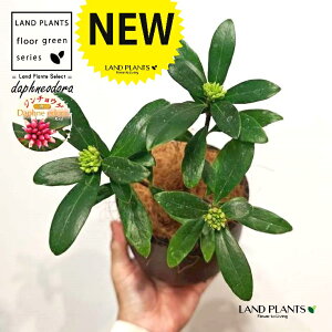 �W���`���E�Q�i�ԉԁj ���̕t���� �ō��i���� �v���� ���F M�T�C�Y 1�� �y�R�R�t�@�C�o�[�E�X�^���h�z �`���`���E�Q �V�i�m�j�V�L Daphne odora