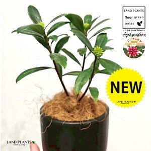 �W���`���E�Q�i�ԉԁj ���̕t���� �ō��i���� �v���� ���F M�T�C�Y 1�� �y�R�R�t�@�C�o�[�E�X�^���h�z �`���`���E�Q �V�i�m�j�V�L Daphne odora