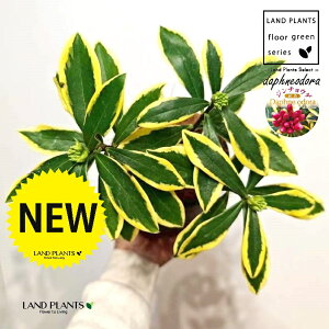 �W���`���E�Q�i�O���F������t�j ���̕t���� �ō��i���� �v���� ���F M�T�C�Y 1�� �y�R�R�t�@�C�o�[�E�X�^���h�z �`���`���E�Q �V�i�m�j�V�L �}�G�W�} �}�G�V�} Daphne odora