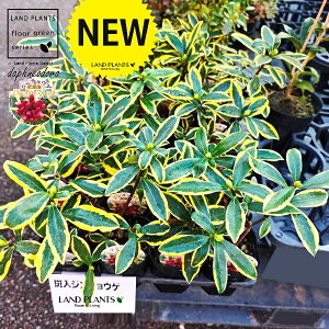 �W���`���E�Q�i�O���F������t�j 3.5�� �|�b�g�c 1�� �c �c�� �c�� �`���`���E�Q �V�i�m�j�V�L �}�G�W�} �}�G�V�} Daphne odora