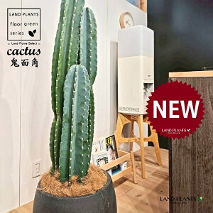 観葉植物 10号 柱サボテン」の人気商品一覧 | 安い商品を通販サイト 