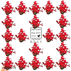 ��V�i�I�^�t�N�i���e���j 3�� �|�b�g�c �i20���j �����ӂ� �����ӂ��Ȃ�Ă� ��������V �I�^�t�N��V �i���e�� �S�V�L�i���e�� �ܐF��V �g�t �i�g�t���܂��j Nandina domestica