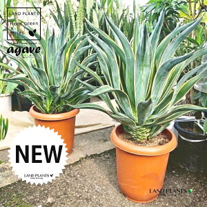 観葉植物 10号 アガベ」の人気商品一覧 | 安い商品を通販サイトから 
