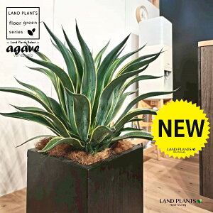 観葉植物 10号 アガベ」の人気商品一覧 | 安い商品を通販サイトから 