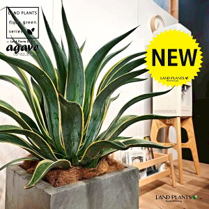 観葉植物 10号 アガベ」の人気商品一覧・価格比較 - 価格.com