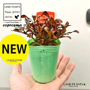 �R�v���X�}�i�C�u�j���O�O���[�j1�� 3�� �|�b�g�c �R�v���X�}�C�u�j���O�O���[ coprosma �eEvening glow�f