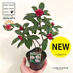 �W���`���E�Q�i�����ԁF�i�킨�܂����j 3.5�� �|�b�g�c 1�� �`���`���E�Q �V�i�m�j�V�L Daphne odora