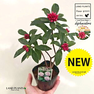 �W���`���E�Q�i�����ԁF�i�킨�܂����j 3.5�� �|�b�g�c 1�� �`���`���E�Q �V�i�m�j�V�L Daphne odora