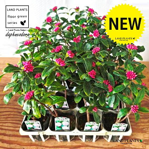 �y�P�[�X�̔��F20���z �W���`���E�Q�i�����ԁF�i�킨�܂����j 3.5�� �|�b�g�c 20�� �`���`���E�Q �V�i�m�j�V�L Daphne odora