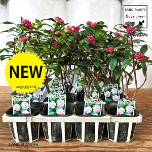 �y�P�[�X�̔��F20���z �W���`���E�Q�i�����ԁF�i�킨�܂����j 3.5�� �|�b�g�c 20�� �`���`���E�Q �V�i�m�j�V�L Daphne odora