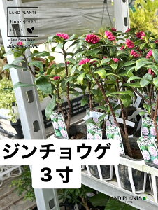 �y�P�[�X�̔��F24���z �W���`���E�Q�i�����ԁF�i�킨�܂����j 3�� �|�b�g�c 20�� �`���`���E�Q �V�i�m�j�V�L Daphne odora