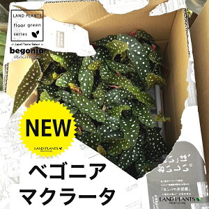 �x�S�j�A�i�}�N���[�^�j 3.5�� �|�b�g�c 1�� �V���E�J�C�h�E �x�S�j�A�}�N���[�^ Begonia maculata