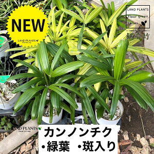 �y�ÓT���|�A���z �J���m���`�N�F�ω��| �i������ or �Ηt�j 4�� �v���X�`�b�N�� 1�� �y�V�R�Ӑ΁z ���| ���L�| �V�����| Rhapis excelsa