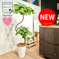 楽天市場】ウンベラータ 150cm（観葉植物｜花・観葉植物）：花 