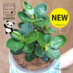 観葉植物 ガジュマル パンダガジュマル」の人気商品一覧 | 安い商品を 