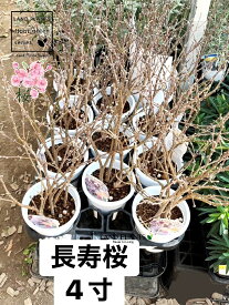 【ケース販売：11入】 桜（長寿桜：チョウジュザクラ） 4号 白色 プラスチック鉢 11鉢 フジモドキ 沈丁花 チョウジザクラ 長寿ザクラ さくら サクラ チェリーブロッサム 櫻 桜の苗木 Cherry blossom Cerasus ‘Gotenba-zakura’