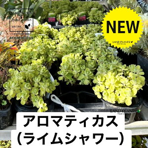 �A���}�e�B�J�X�i������F���C���V�����[�j 3�� �|�b�g�c 1�� ������ �� �t�͗l Aromaticus cuba oregano