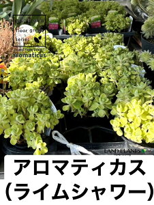 �y�P�[�X�̔��F24���z �A���}�e�B�J�X�i������F���C���V�����[�j 3�� �|�b�g�c 24�� ������ �� �t�͗l Aromaticus cuba oregano