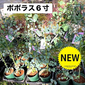 ���[�J���i�|�|���X�F80cm�j 6�� �|�b�g�c 1�� �ۏ� �}���o �ۏꃆ�[�J�� ���[�J���̖� �R�A�� �R�A���̖� Eucalyptus polyanthemos